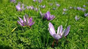 Les crocus de Mund immortalisés par le Nokia Lumia 1020. Les crocus de Mund immortalisés par le Nokia Lumia 1020.