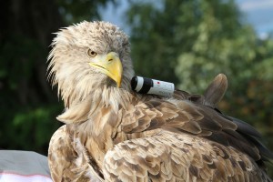 Un aigle équipé de l'Action Cam Mini de Sony. Un aigle équipé de l'Action Cam Mini de Sony.