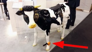 Fujitsu connecte les vaches.