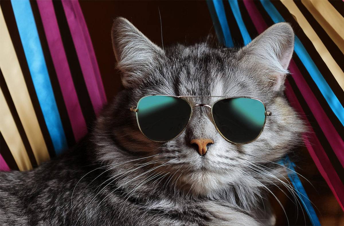 Art psychédélique, illustration numérique d’un chat cool, vectoriel Art psychédélique, illustration numérique d’un chat cool, vectoriel.