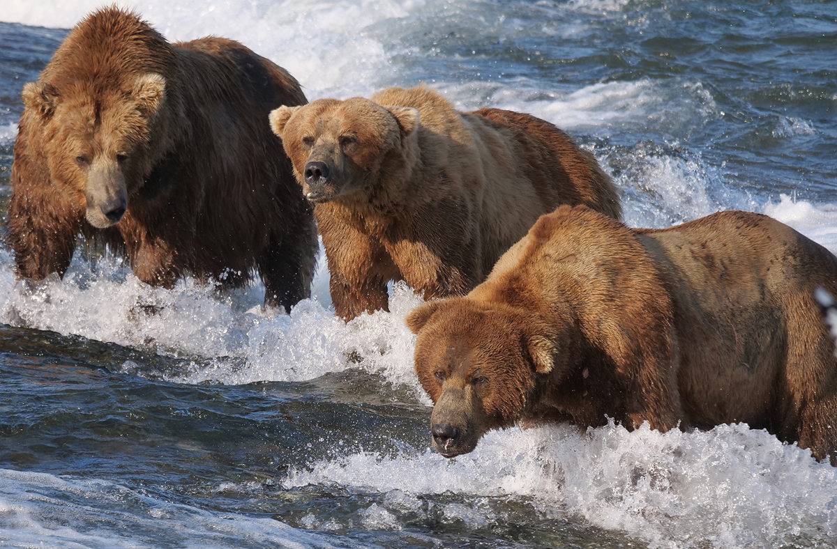 Une IA suisse identifie des ours d’Alaska malgré leur mue estivale. Photo: B. Rosenberg. Une IA suisse identifie des ours d’Alaska malgré leur mue estivale. Photo: B. Rosenberg.